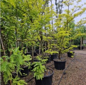 Gleditsia triac. 'Sunburst' 300-350 cm cont. 150L multi-stem