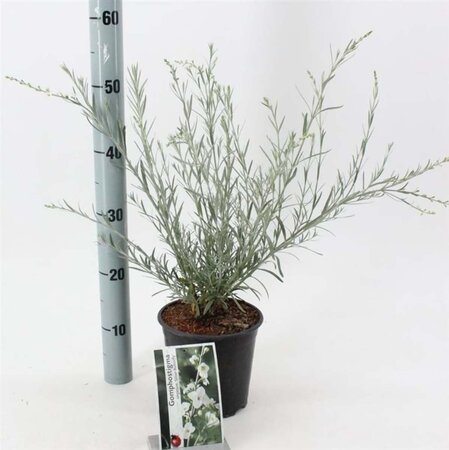 Gomphostigma v. 'Silver Butterfly' 30-40 cm cont. 2,0L