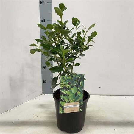 Griselinia littor. Green Horizon 40-50 cm cont. 2,0L