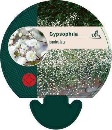 Gypsophila paniculata geen maat specificatie 0,55L/P9cm - afbeelding 1