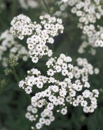 Gypsophila paniculata geen maat specificatie 0,55L/P9cm - afbeelding 2