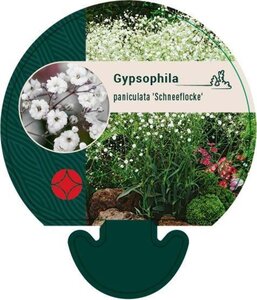 Gypsophila pan. 'Schneeflocke' geen maat specificatie 0,55L/P9cm - afbeelding 1