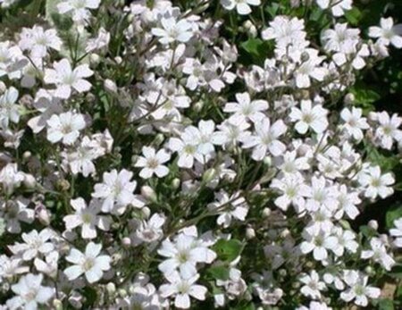 Gypsophila repens 'Alba' geen maat specificatie 0,55L/P9cm - afbeelding 2