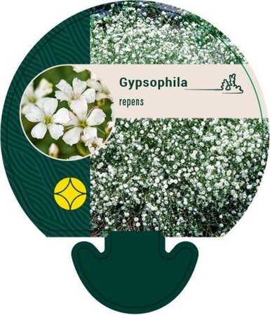 Gypsophila repens geen maat specificatie 0,55L/P9cm