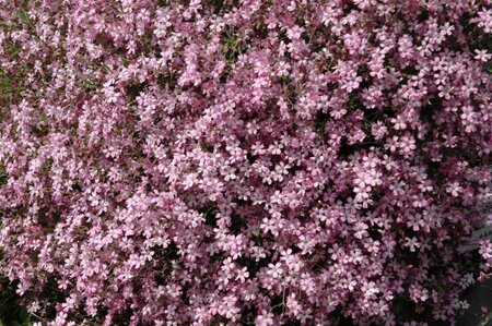 Gypsophila 'Rosenschleier' geen maat specificatie 0,55L/P9cm - afbeelding 1