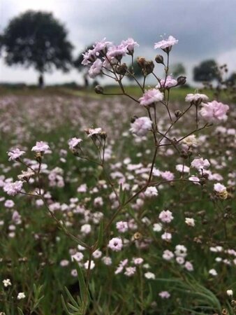 Gypsophila 'Rosenschleier' geen maat specificatie 0,55L/P9cm - afbeelding 3