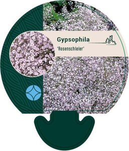 Gypsophila 'Rosenschleier' geen maat specificatie 0,55L/P9cm - afbeelding 2