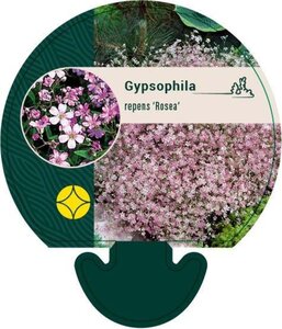 Gypsophila repens 'Rosea' geen maat specificatie 0,55L/P9cm - afbeelding 6