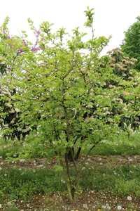 Halesia carolina 125-150 cm cont. 25L - afbeelding 1