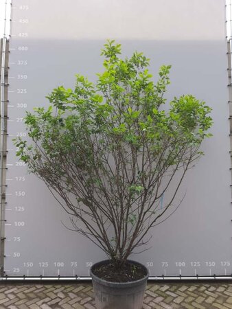 Halesia carolina 250-300 cm container meerstammig - afbeelding 2