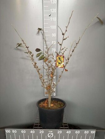 Hamamelis int. 'Arnold Promise' 80-100 cm cont. 20L - afbeelding 2