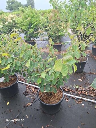 Hamamelis int. 'Arnold Promise' 80-100 cm cont. 20L - afbeelding 1