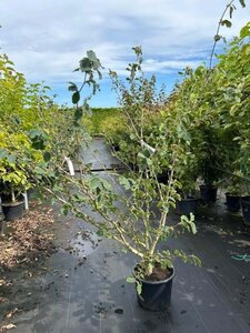 Hamamelis int. 'Barmstedt Gold' 125-150 cm cont. 20L - afbeelding 1