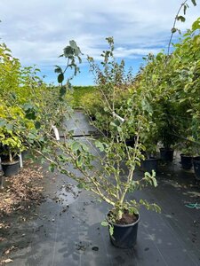 Hamamelis int. 'Barmstedt Gold' 125-150 cm cont. 20L - afbeelding 4