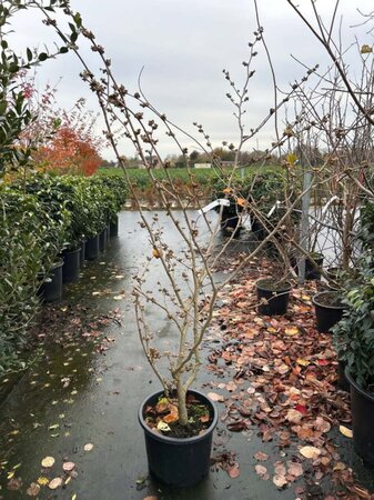 Hamamelis int. 'Barmstedt Gold' 125-150 cm cont. 20L - afbeelding 5