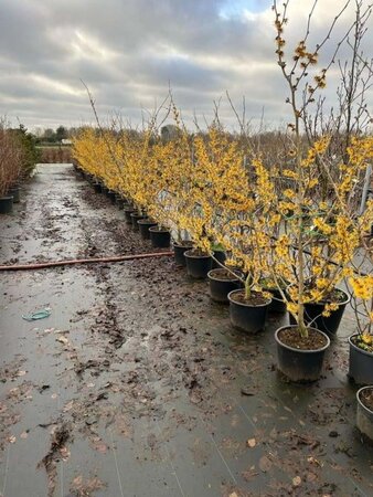 Hamamelis int. 'Barmstedt Gold' 125-150 cm cont. 20L - afbeelding 2