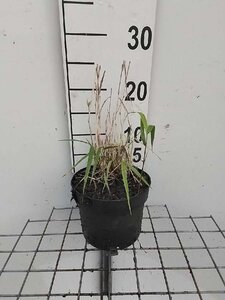 Hakonechloa macra geen maat specificatie cont. 2,0L - image 9