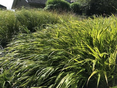 Hakonechloa macra geen maat specificatie cont. 2,0L - image 5