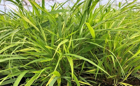 Hakonechloa macra geen maat specificatie 0,55L/P9cm - afbeelding 1