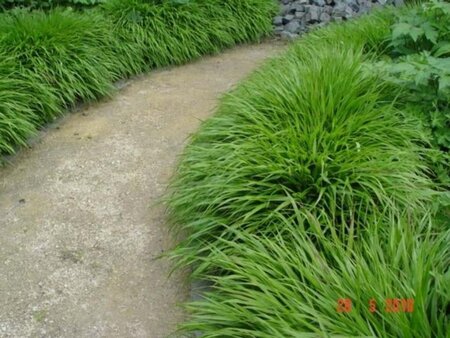 Hakonechloa macra geen maat specificatie 0,55L/P9cm - afbeelding 5