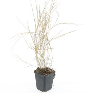 Hakonechloa macra geen maat specificatie 0,55L/P9cm - afbeelding 3