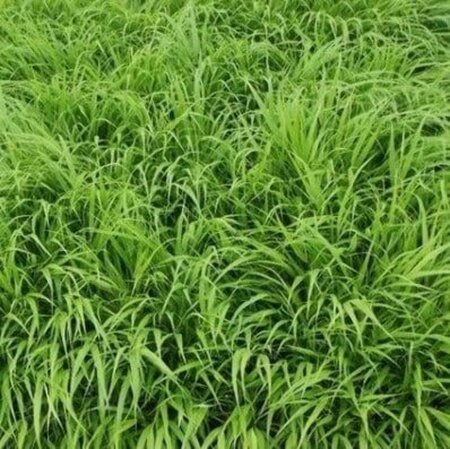 Hakonechloa macra geen maat specificatie 0,55L/P9cm - afbeelding 6