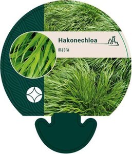 Hakonechloa macra geen maat specificatie 0,55L/P9cm - afbeelding 13