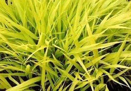 Hakonechloa macra 'All Gold' geen maat specificatie 0,55L/P9cm - afbeelding 1