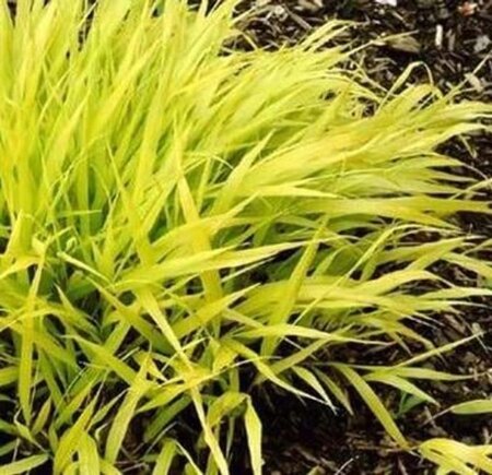 Hakonechloa macra 'All Gold' geen maat specificatie 0,55L/P9cm - afbeelding 2