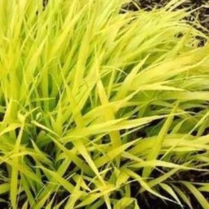 Hakonechloa macra 'All Gold' geen maat specificatie 0,55L/P9cm - afbeelding 3