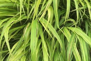 Hakonechloa macra 'Albostriata' geen maat specificatie 0,55L/P9cm - afbeelding 1