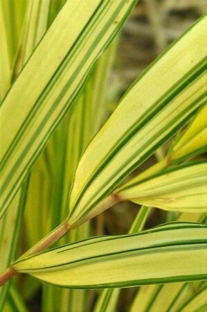 Hakonechloa macra 'Aureola' geen maat specificatie 0,55L/P9cm - afbeelding 1