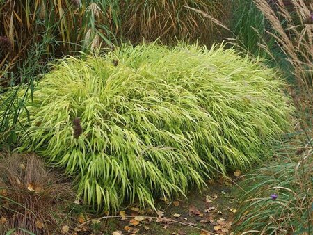 Hakonechloa macra 'Aureola' geen maat specificatie 0,55L/P9cm - afbeelding 5