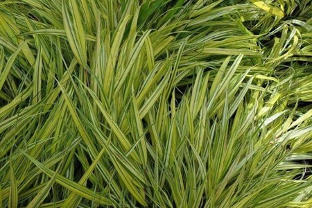 Hakonechloa macra 'Aureola' geen maat specificatie 0,55L/P9cm - afbeelding 2