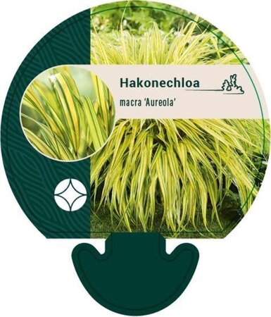 Hakonechloa macra 'Aureola' geen maat specificatie 0,55L/P9cm - afbeelding 4