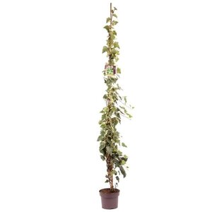 Hedera alg. 'Gloire de Marengo' 150-175 cm cont. 5,0L