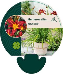 Hemerocallis 'Autumn Red' geen maat specificatie 0,55L/P9cm - afbeelding 1