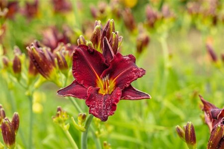 Hemerocallis 'American Revolution' geen maat specificatie 0,55L/P9cm