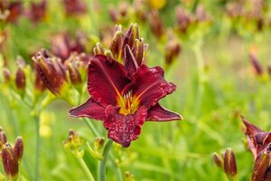 Hemerocallis 'American Revolution' geen maat specificatie 0,55L/P9cm