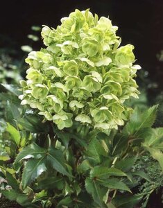 Helleborus argutifolius geen maat specificatie 0,55L/P9cm - afbeelding 7