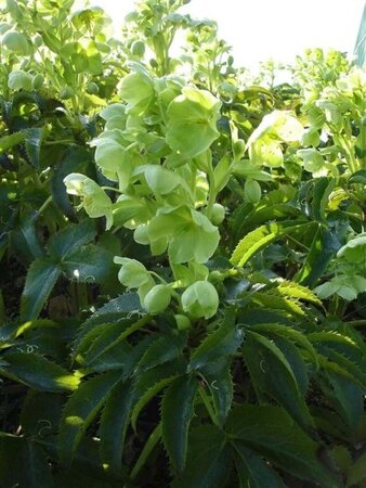 Helleborus argutifolius geen maat specificatie 0,55L/P9cm - afbeelding 8