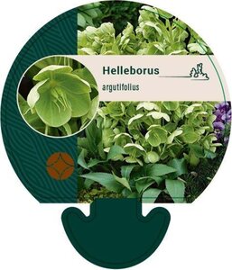 Helleborus argutifolius geen maat specificatie 0,55L/P9cm - afbeelding 6