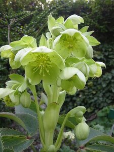 Helleborus argutifolius geen maat specificatie 0,55L/P9cm - afbeelding 1