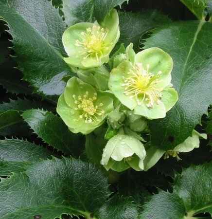 Helleborus argutifolius geen maat specificatie 0,55L/P9cm - afbeelding 5