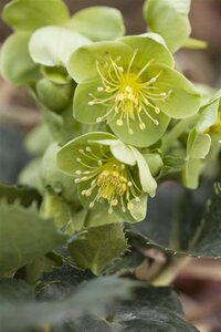 Helleborus argutifolius geen maat specificatie 0,55L/P9cm - afbeelding 2