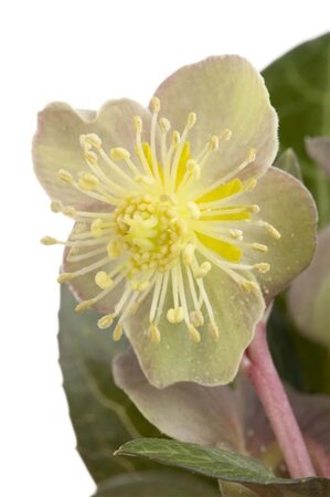 Helleborus argutifolius geen maat specificatie 0,55L/P9cm - afbeelding 3