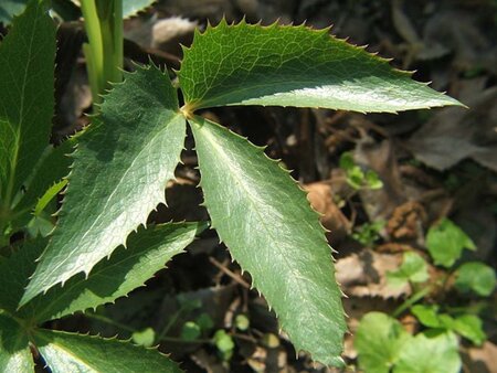 Helleborus argutifolius geen maat specificatie 0,55L/P9cm - afbeelding 4