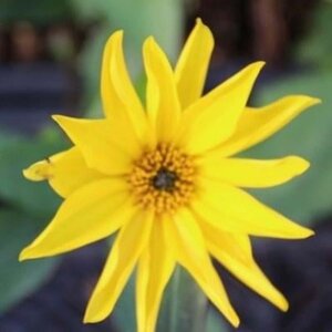 Helianthus atrorubens geen maat specificatie 0,55L/P9cm - afbeelding 1