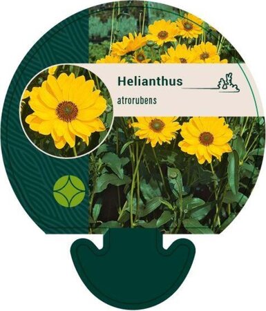 Helianthus atrorubens geen maat specificatie 0,55L/P9cm - afbeelding 2