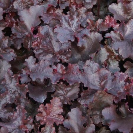 Heuchera 'Black Beauty' geen maat specificatie 0,55L/P9cm - image 1